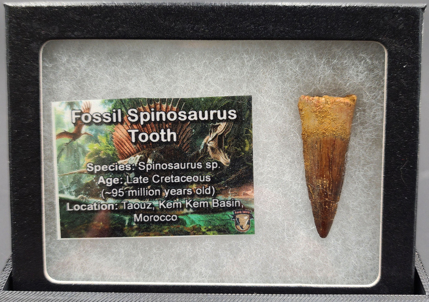 Authentic, 1.58" Spinosaurus Tooth - Real Dinosaur Tooth