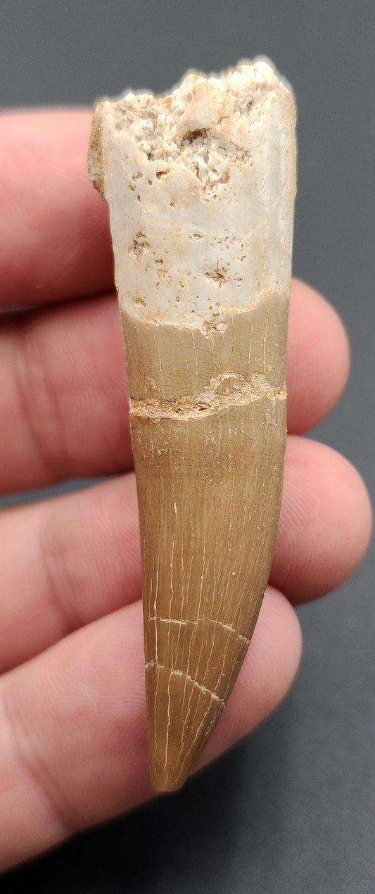 Authentic, 2.28" Plesiosaur Tooth - Morocco