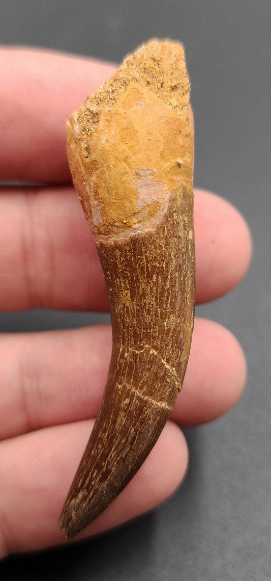 Authentic, 2.36" Plesiosaur Tooth - Morocco