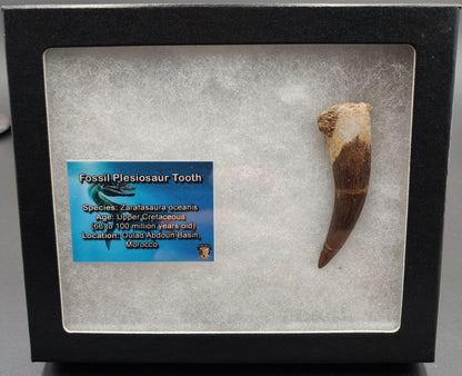 Authentic, 2.46" Plesiosaur Tooth - Morocco