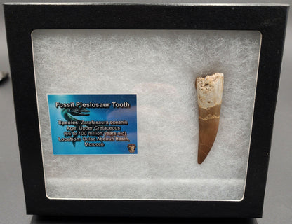 Authentic, 2.28" Plesiosaur Tooth - Morocco