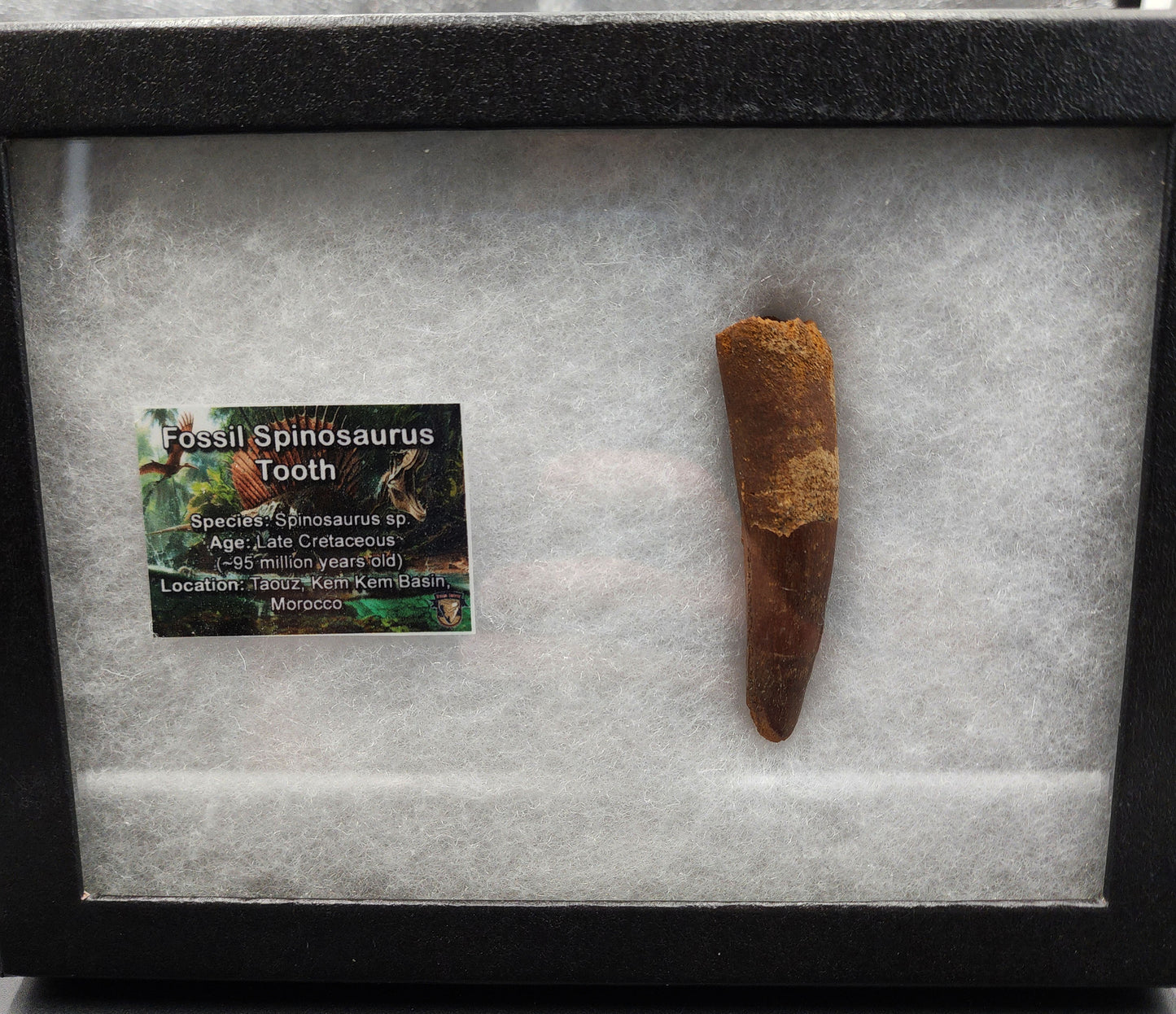Authentic, 2.88" Spinosaurus Tooth - Real Dinosaur Tooth
