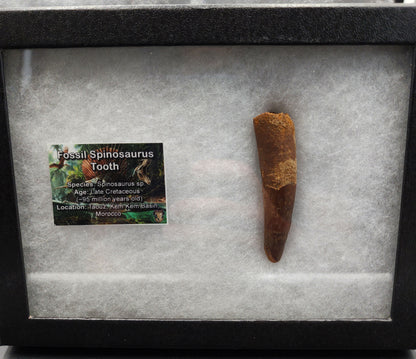 Authentic, 2.88" Spinosaurus Tooth - Real Dinosaur Tooth