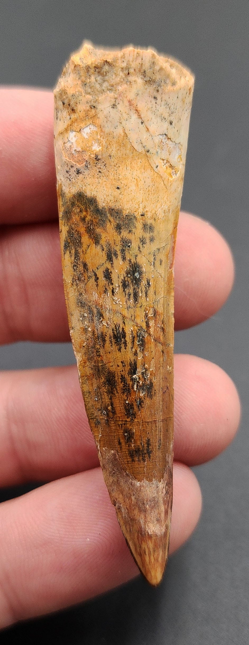 Authentic, 2.57" Spinosaurus Tooth - Real Dinosaur Tooth