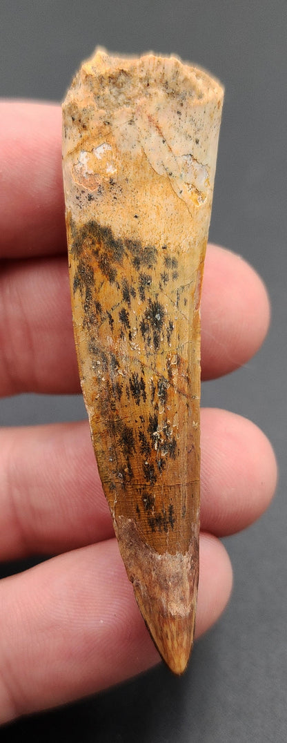 Authentic, 2.57" Spinosaurus Tooth - Real Dinosaur Tooth