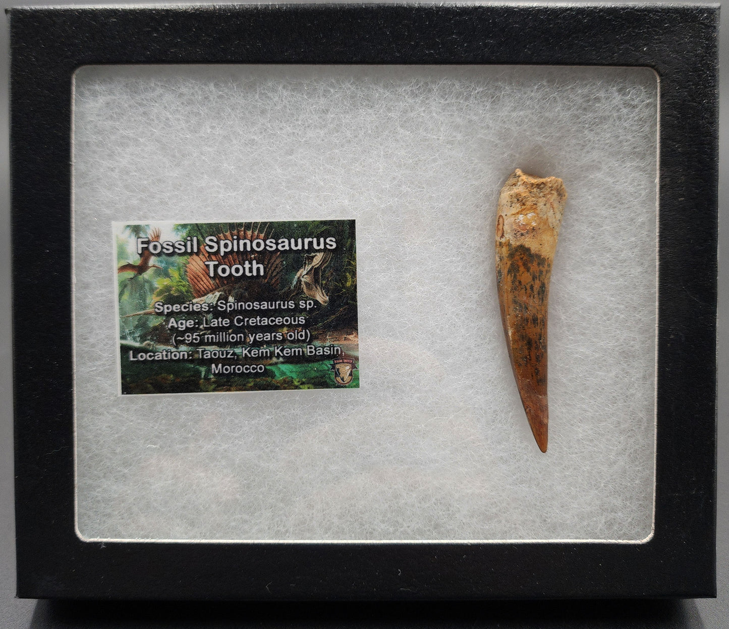 Authentic, 2.57" Spinosaurus Tooth - Real Dinosaur Tooth
