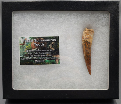 Authentic, 2.57" Spinosaurus Tooth - Real Dinosaur Tooth