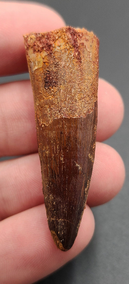 Authentic, 1.75" Spinosaurus Tooth - Real Dinosaur Tooth