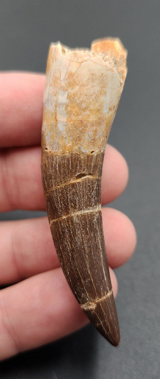 Authentic, 2.65" Plesiosaur Tooth - Morocco