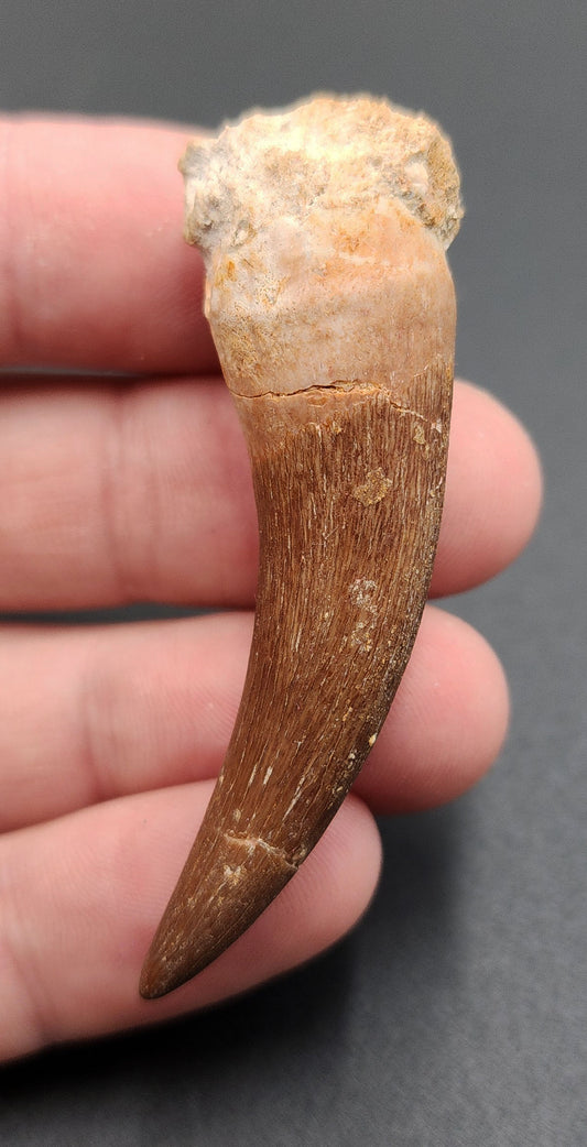 Authentic, 2.22" Plesiosaur Tooth - Morocco