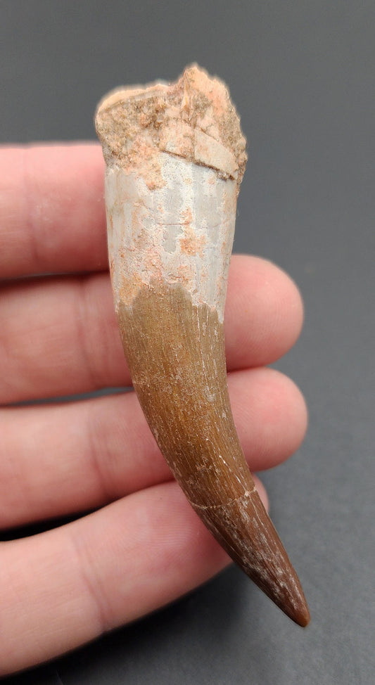 Authentic, 2.78" Plesiosaur Tooth - Morocco