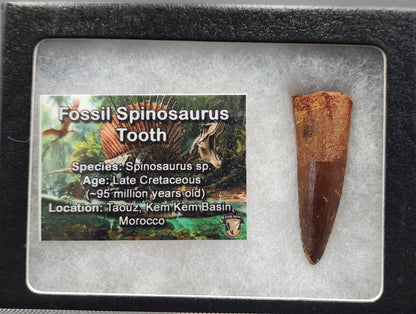 Authentic, 1.75" Spinosaurus Tooth - Real Dinosaur Tooth