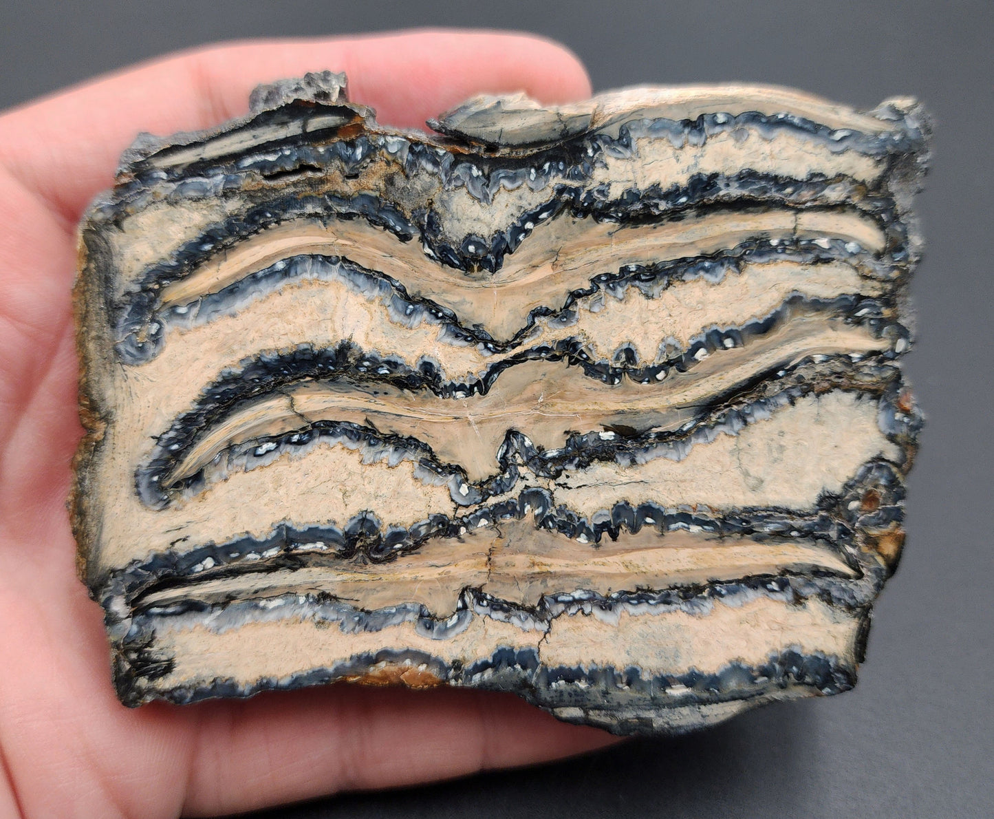 Authentic, 2.92" Polished Mammoth Tooth Slice - Venice, Florida