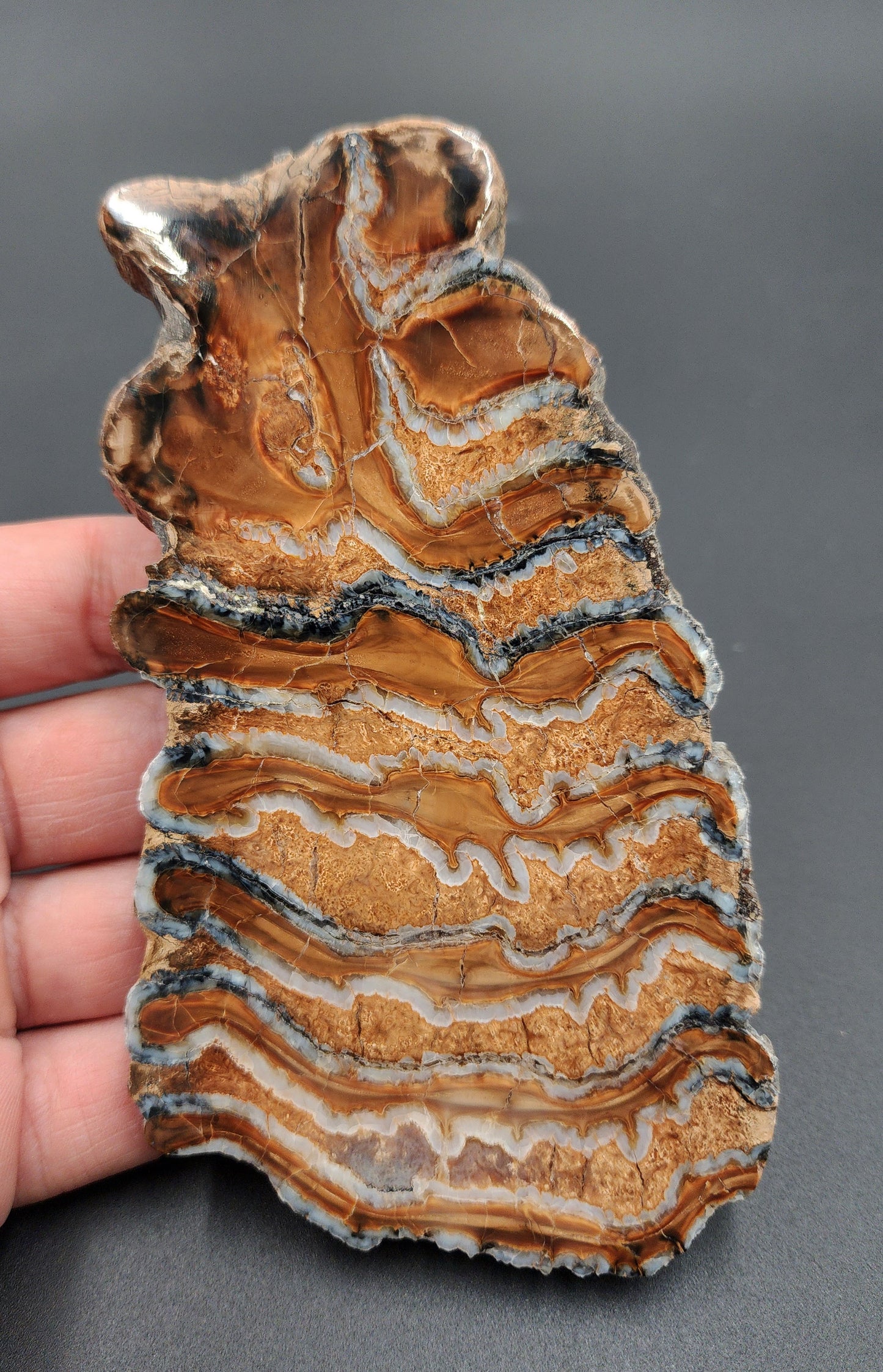 Authentic, 5.24" Polished Mammoth Tooth Slice - Siberia