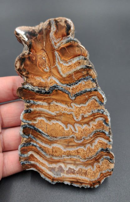 Authentic, 5.24" Polished Mammoth Tooth Slice - Siberia