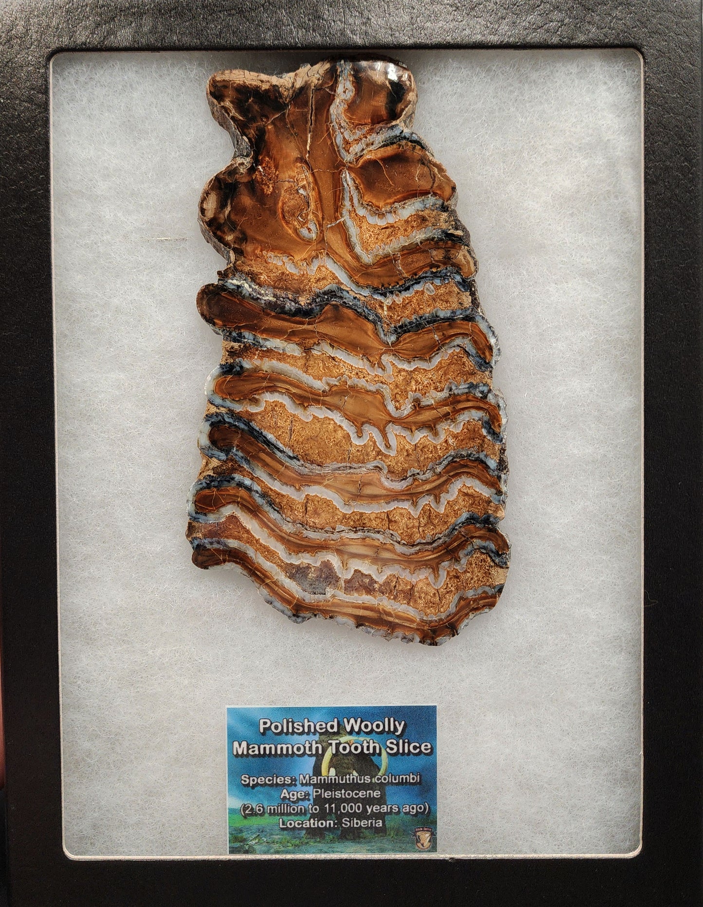 Authentic, 5.24" Polished Mammoth Tooth Slice - Siberia