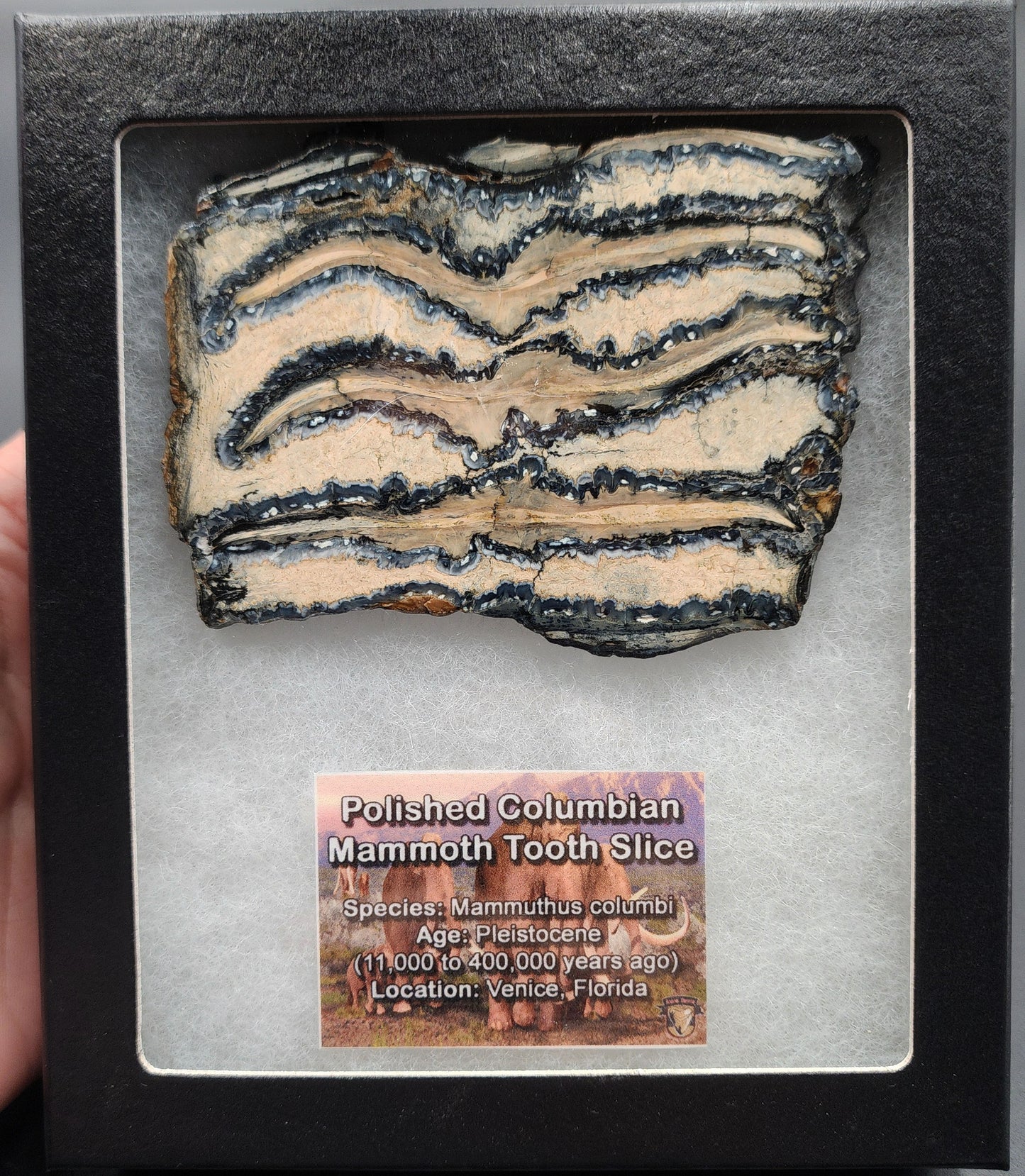 Authentic, 2.92" Polished Mammoth Tooth Slice - Venice, Florida