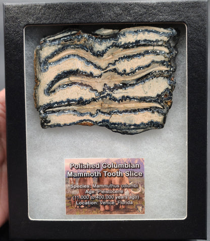 Authentic, 2.92" Polished Mammoth Tooth Slice - Venice, Florida