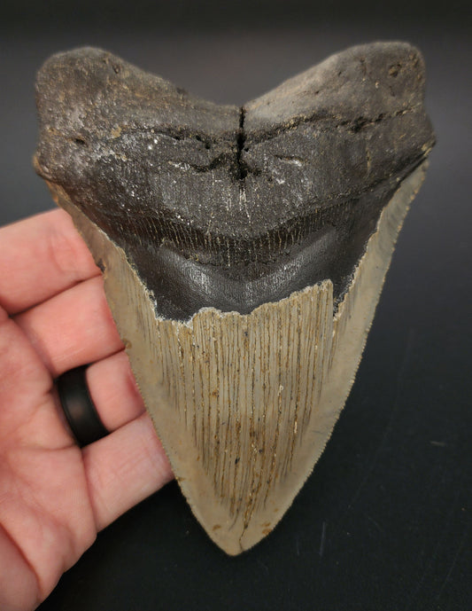 Authentic, 5.35" Fossil Megalodon Tooth - Meg Ledge