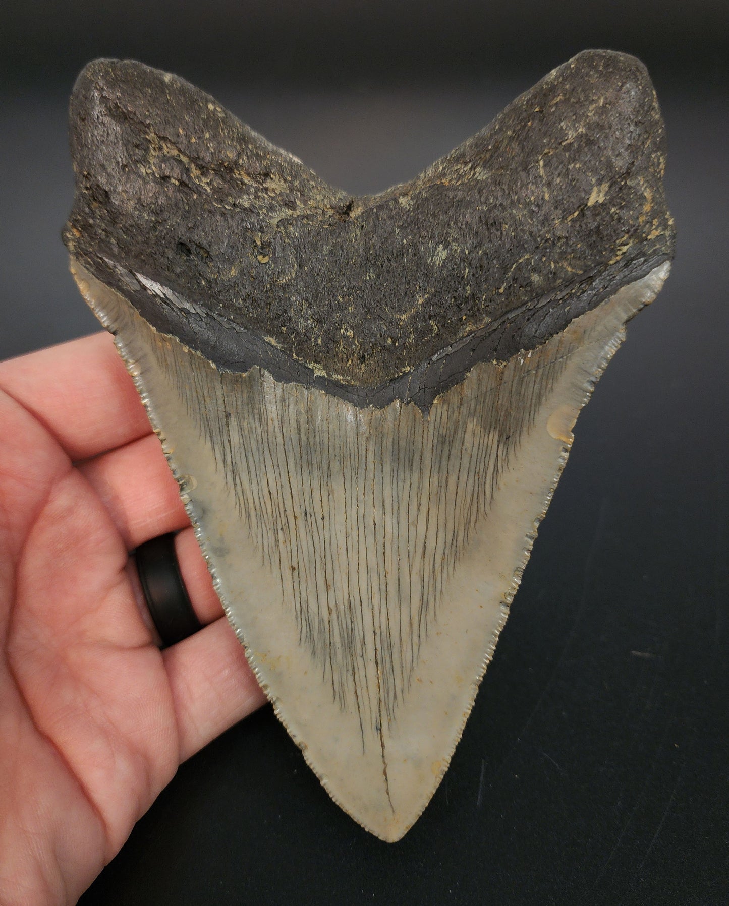 Authentic, 5.35" Fossil Megalodon Tooth - Meg Ledge