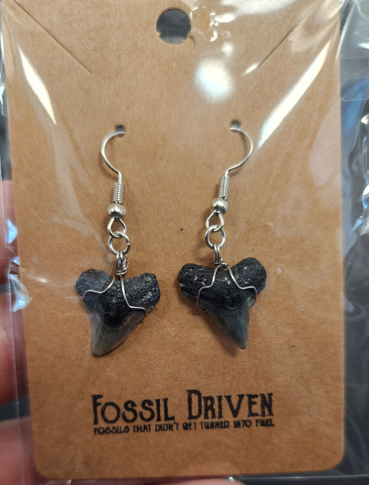 Authentic, Fossil Bull/Dusky Shark Tooth Earrings
