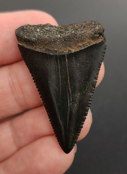 Authentic, 1.66" Fossil Great White Tooth - South Carolina