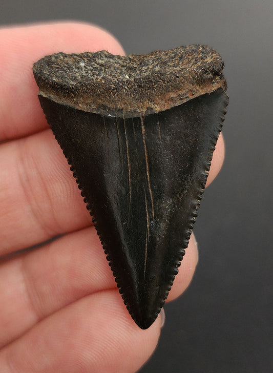 Authentic, 1.66" Fossil Great White Tooth - South Carolina