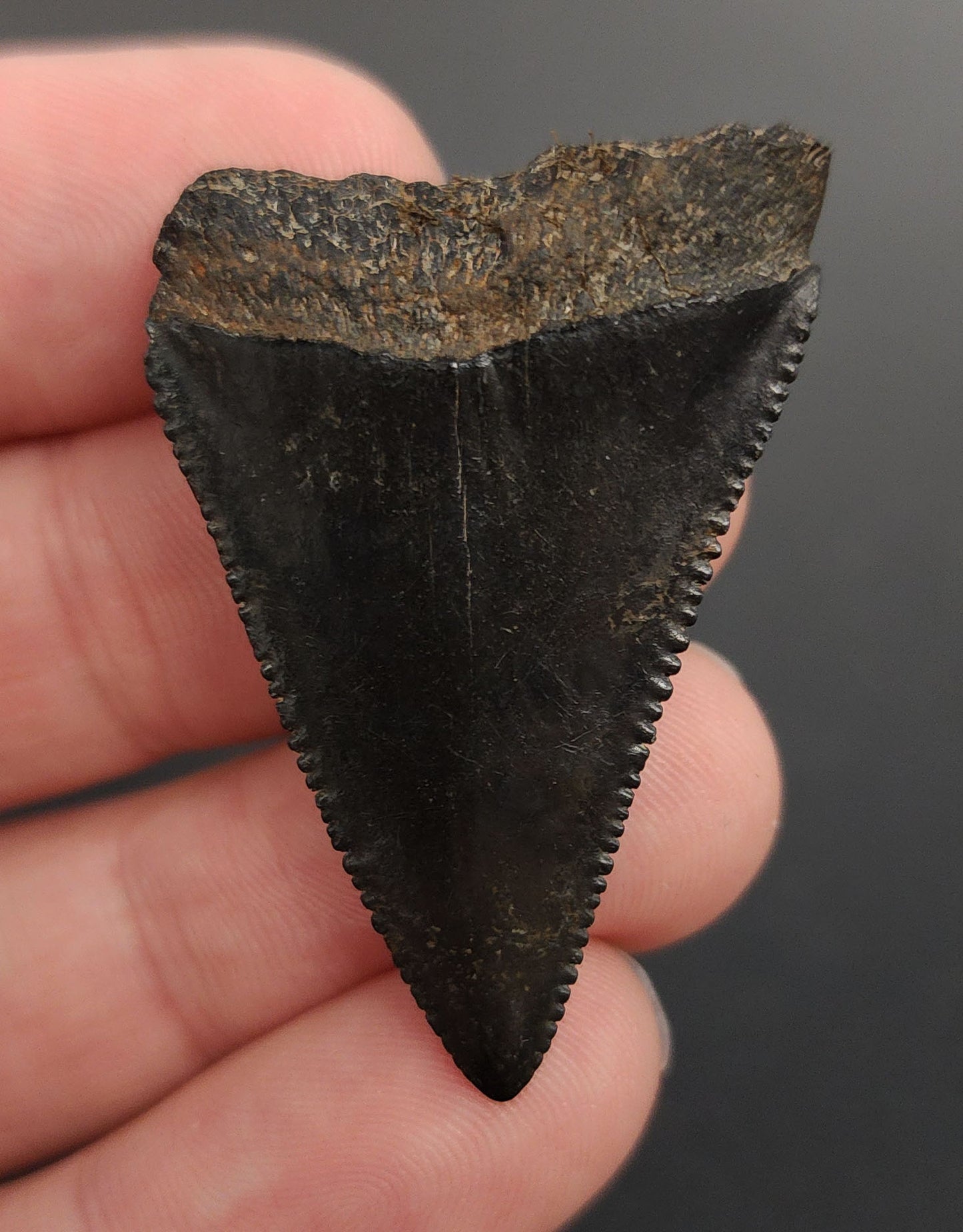 Authentic, 1.66" Fossil Great White Tooth - South Carolina