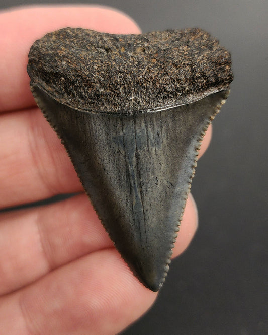 High Quality, 1.86" Fossil Great White Tooth - South Carolina