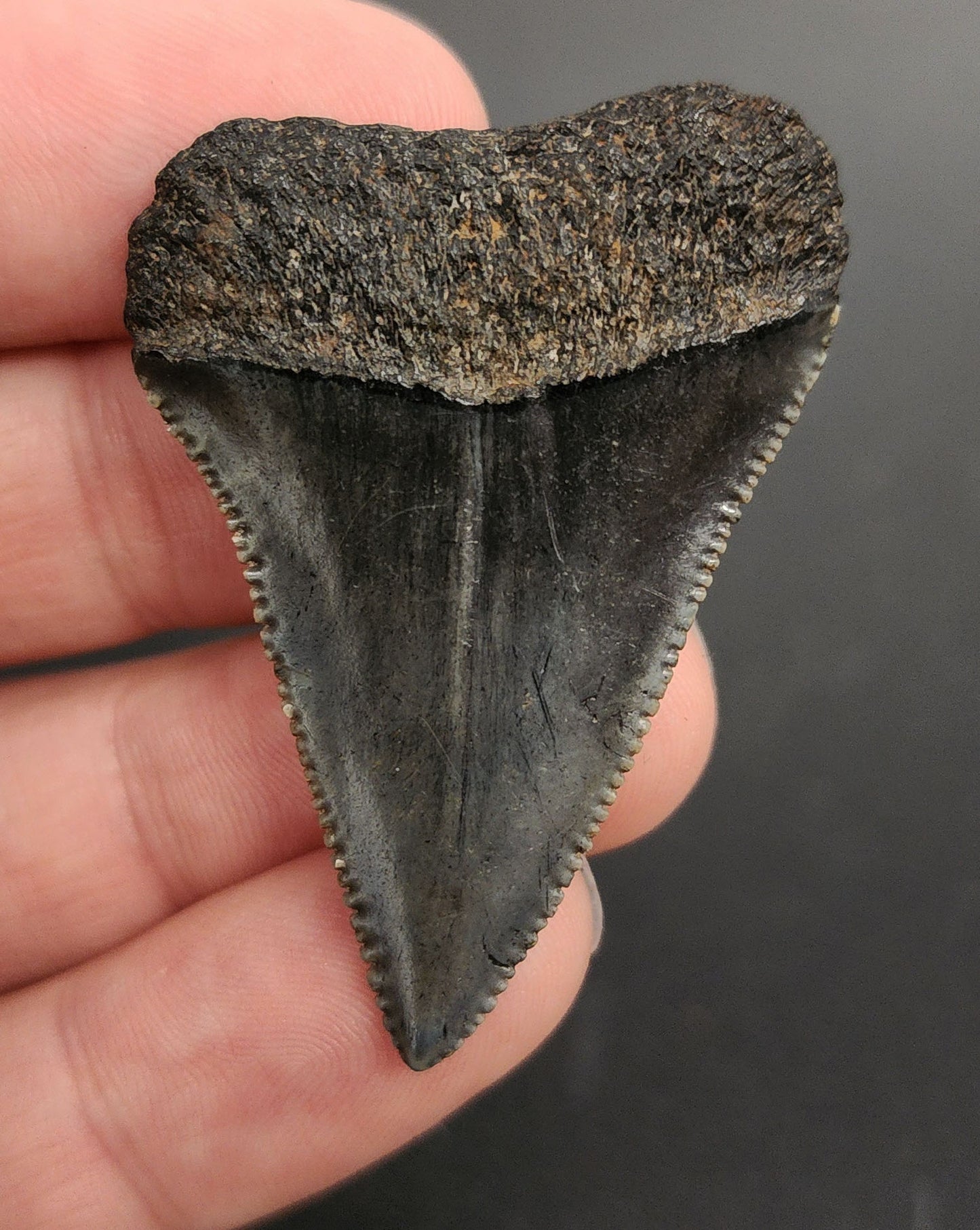 High Quality, 1.86" Fossil Great White Tooth - South Carolina