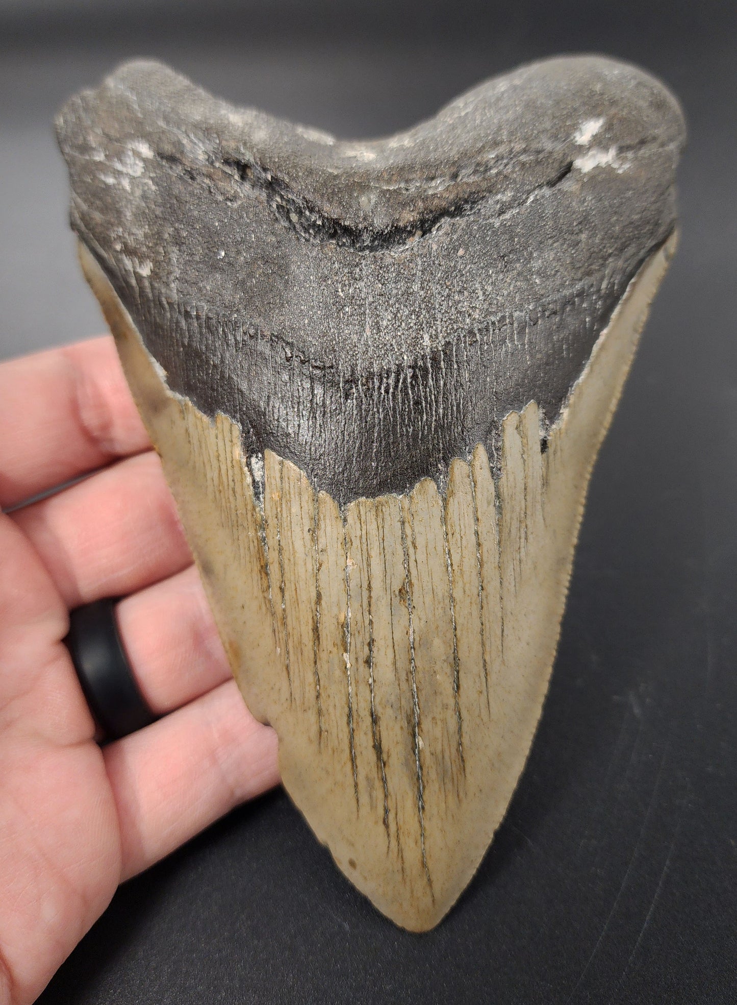 Authentic, 5.45" Fossil Megalodon Tooth - Meg Ledge