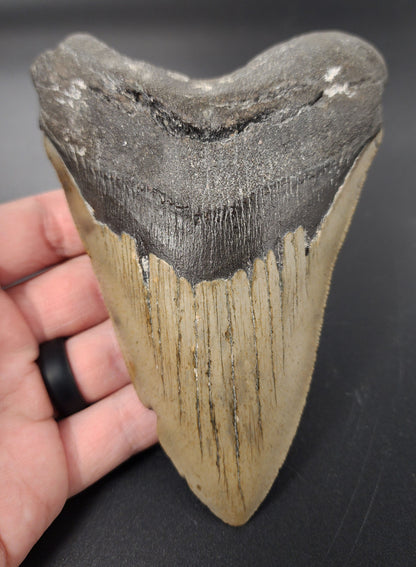 Authentic, 5.45" Fossil Megalodon Tooth - Meg Ledge