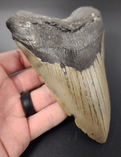 Authentic, 5.45" Fossil Megalodon Tooth - Meg Ledge