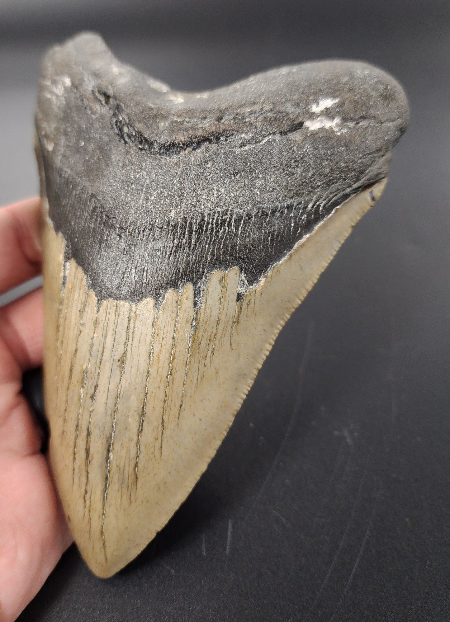 Authentic, 5.45" Fossil Megalodon Tooth - Meg Ledge