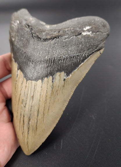 Authentic, 5.45" Fossil Megalodon Tooth - Meg Ledge