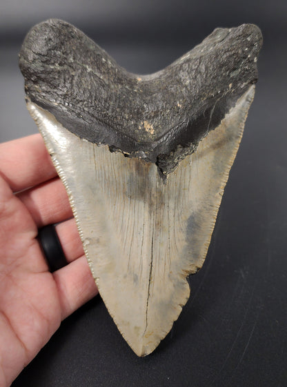 Authentic, 5.45" Fossil Megalodon Tooth - Meg Ledge
