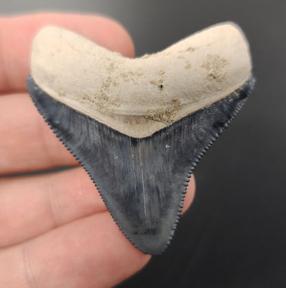 Authentic, 1.98" Fossil Megalodon Tooth - Bone Valley, Florida