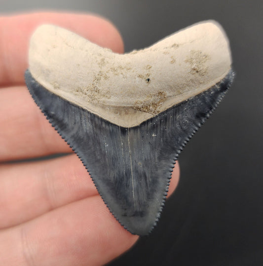 Authentic, 1.98" Fossil Megalodon Tooth - Bone Valley, Florida
