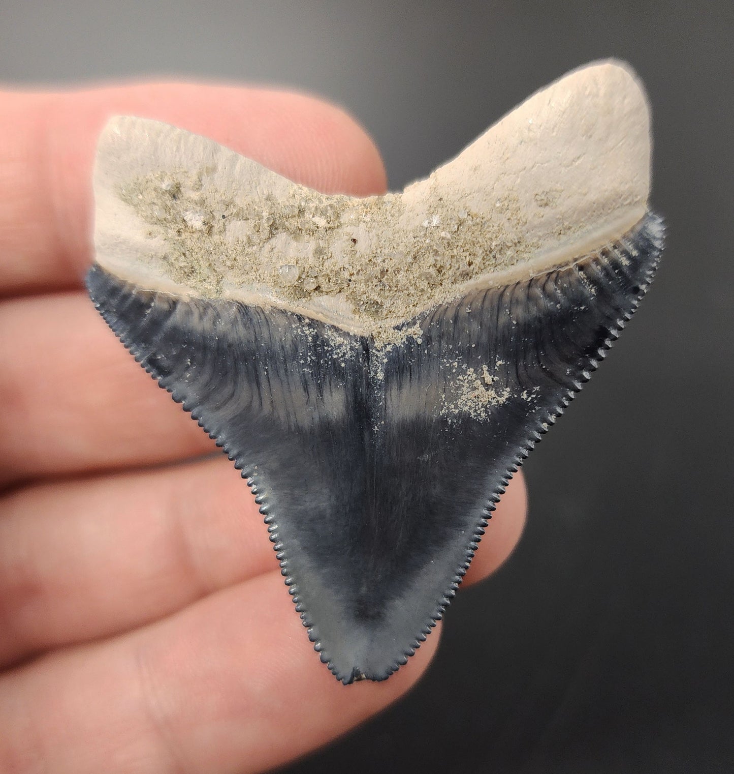 Authentic, 1.98" Fossil Megalodon Tooth - Bone Valley, Florida