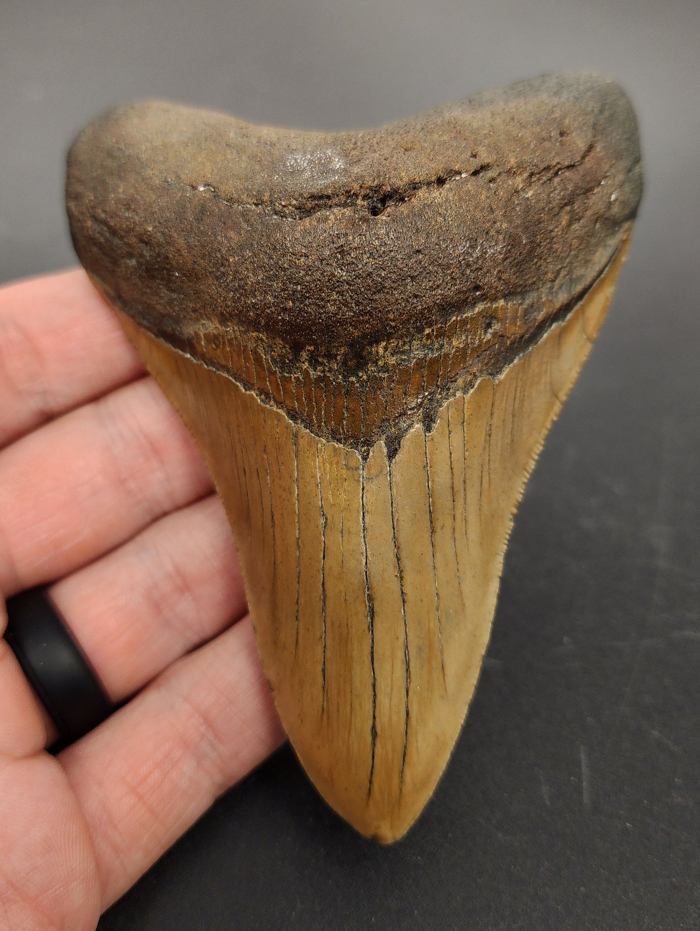 Authentic, 4.30" Fossil Megalodon Tooth - Meg Ledge