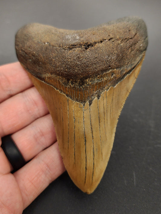 Authentic, 4.30" Fossil Megalodon Tooth - Meg Ledge