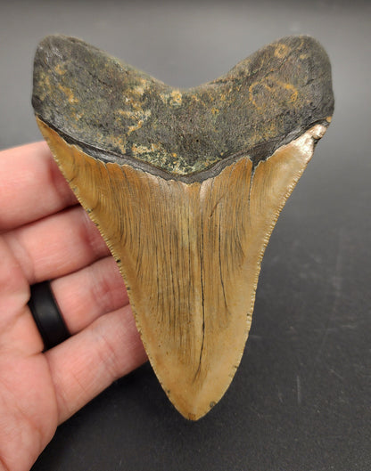 Authentic, 4.30" Fossil Megalodon Tooth - Meg Ledge