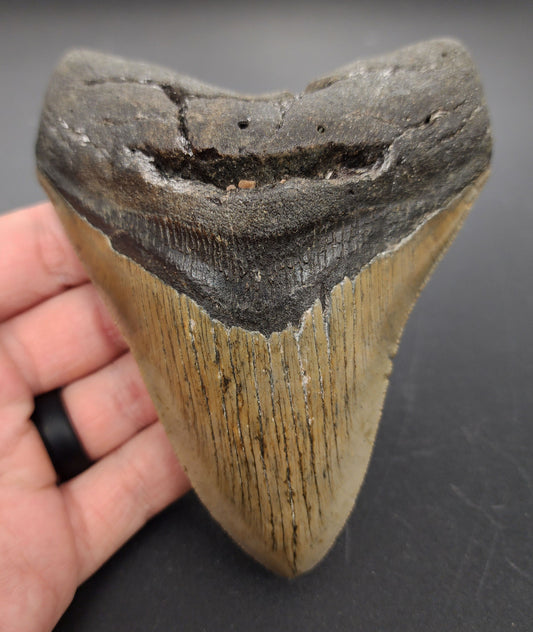 Authentic, 4.92" Fossil Megalodon Tooth - Meg Ledge