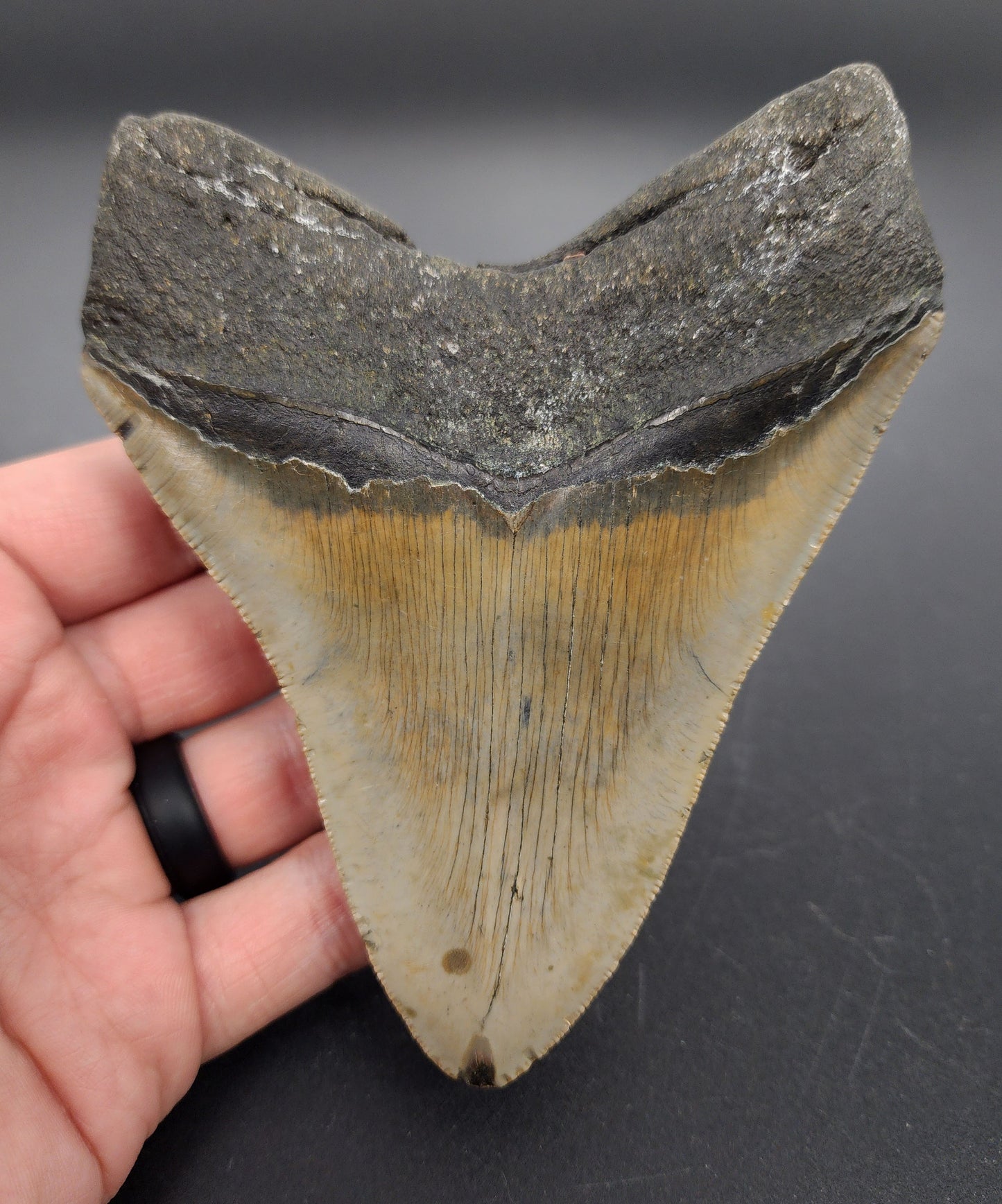 Authentic, 4.92" Fossil Megalodon Tooth - Meg Ledge