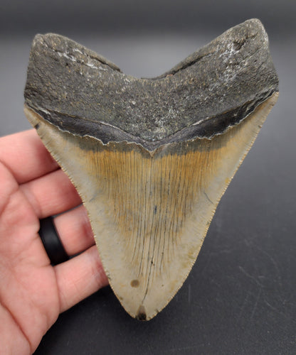 Authentic, 4.92" Fossil Megalodon Tooth - Meg Ledge