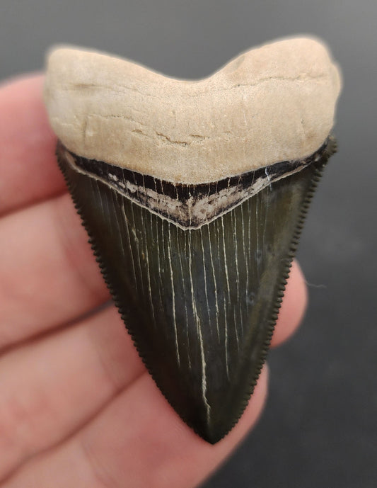 Collector Quality, 2.09" Fossil Chubutensis Shark Tooth