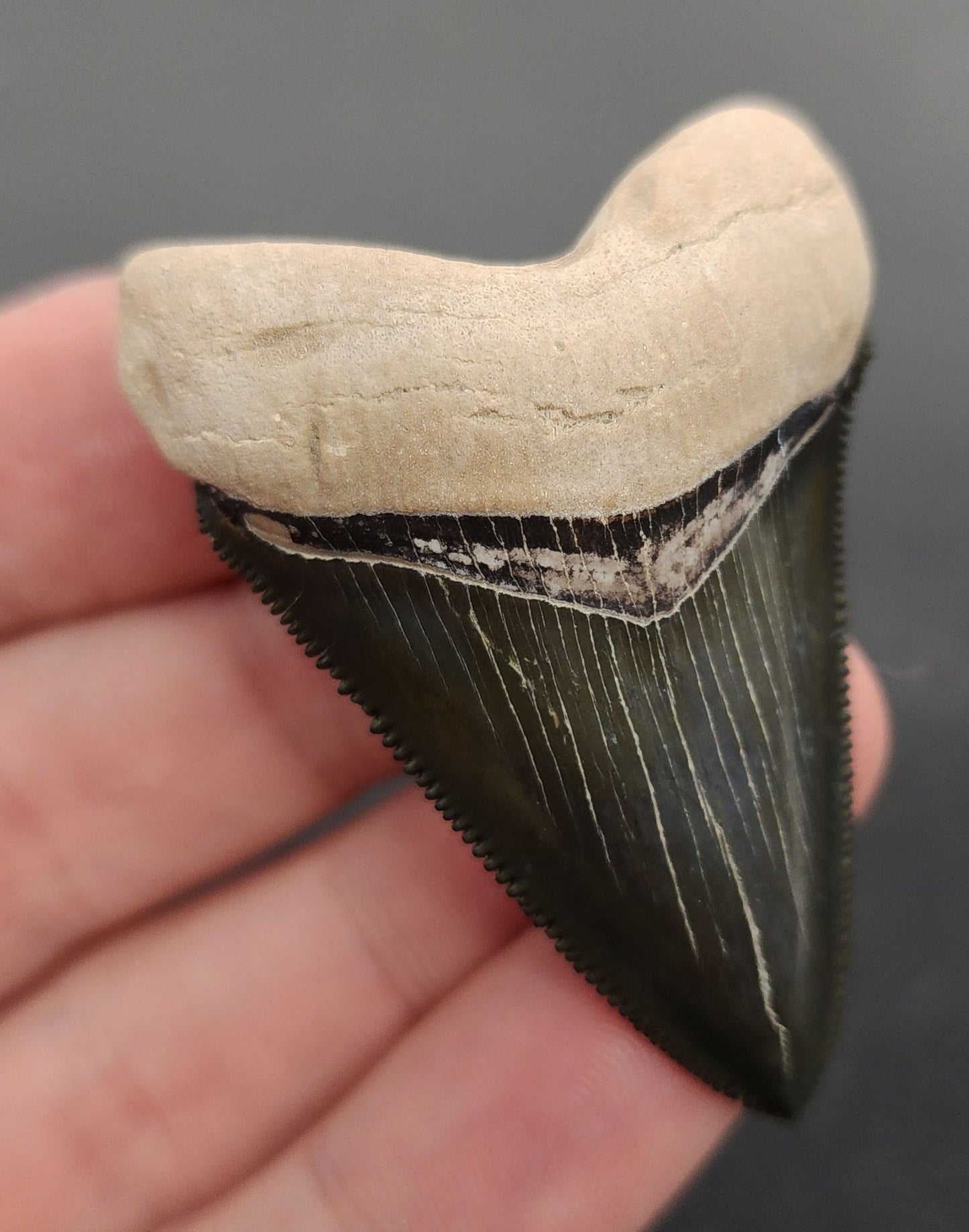 Collector Quality, 2.09" Fossil Chubutensis Shark Tooth