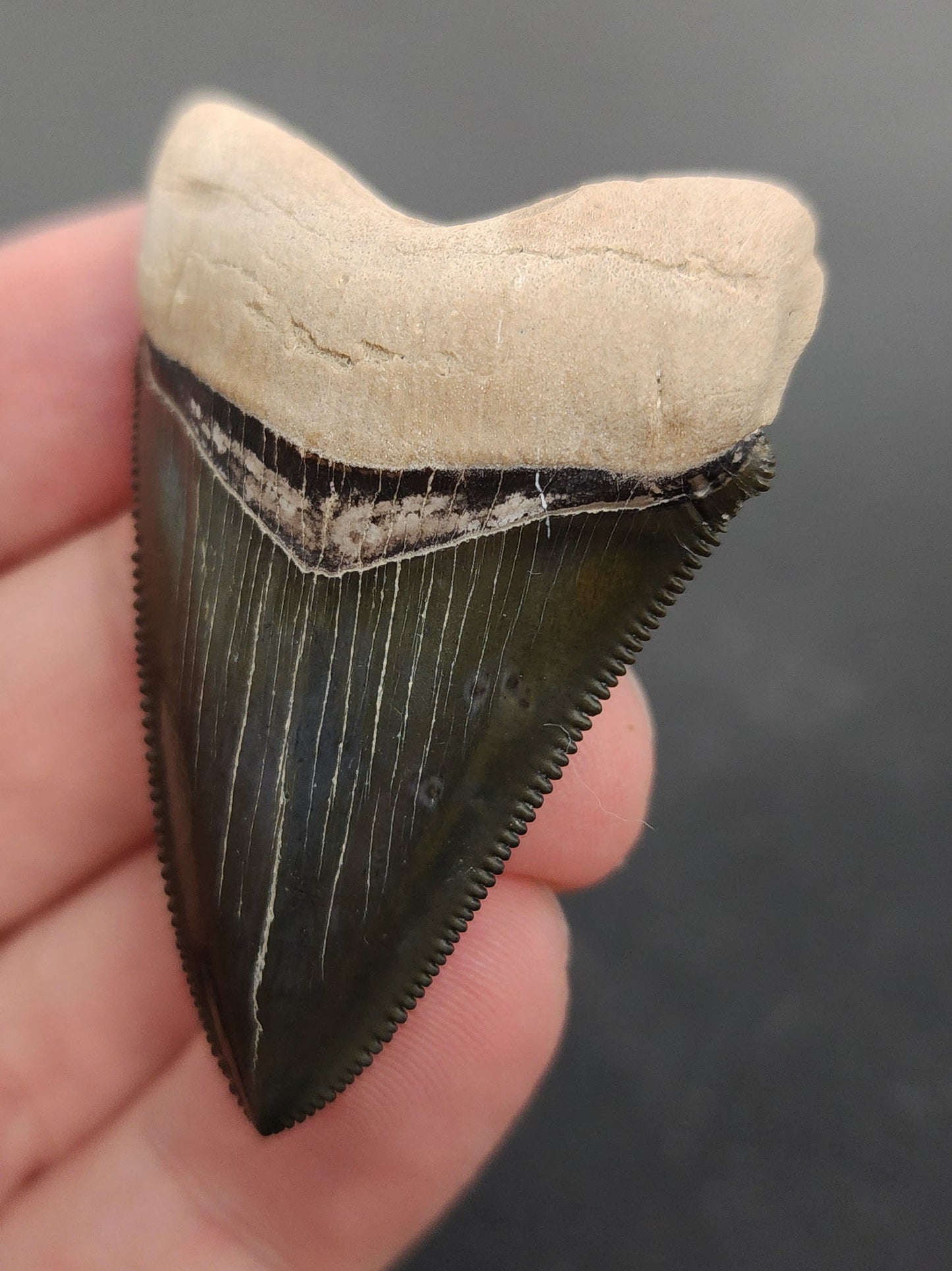 Collector Quality, 2.09" Fossil Chubutensis Shark Tooth