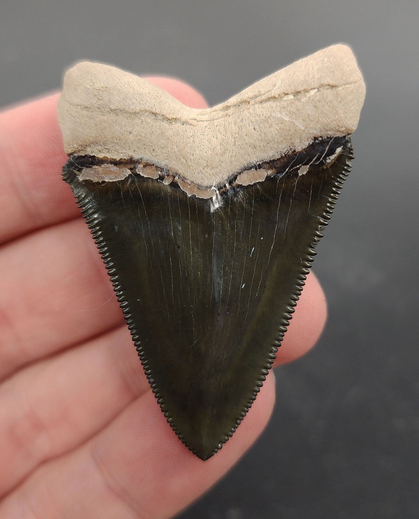 Collector Quality, 2.09" Fossil Chubutensis Shark Tooth