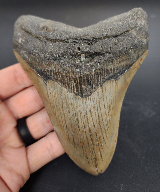 Authentic, 5.15" Fossil Megalodon Tooth - Meg Ledge
